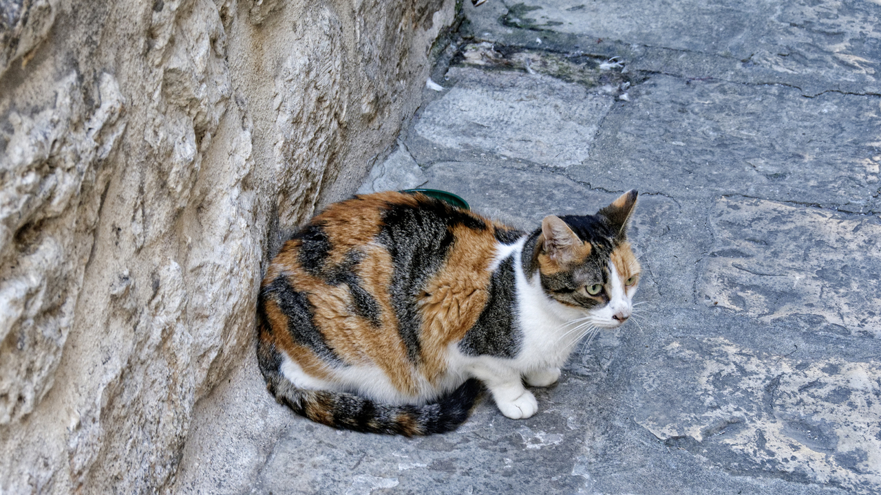 20191021 101054•Dubrovnik•Dubrovacko-Neretvanska•Croatia